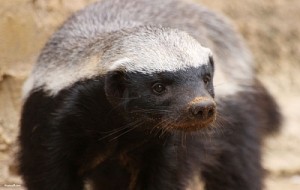 Honey Badger Looking